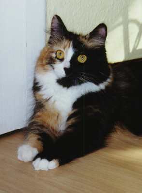Ursina von der Gronau